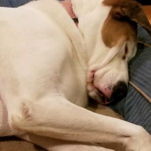 Meet your Posher, Casey